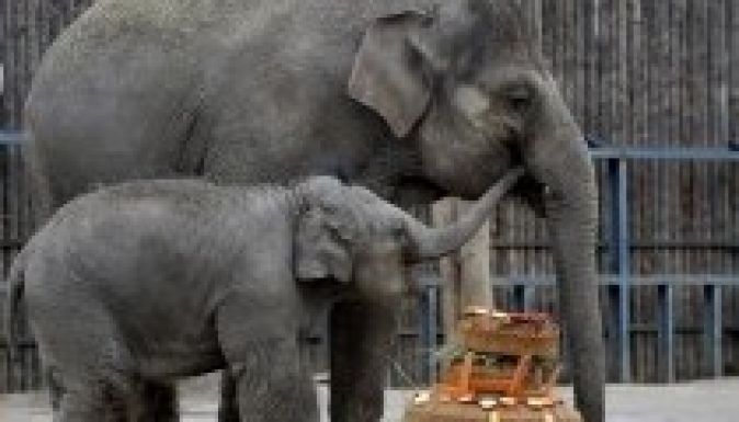 Szülinapi tortával köszöntötték Ashát, a budapesti kiselefántot