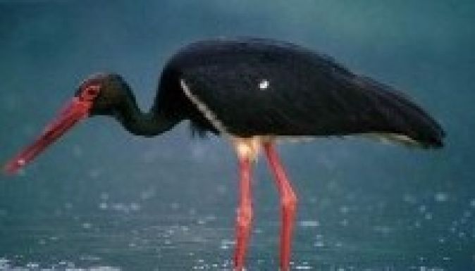 Megérkezett az első fekete gólya Dél-Magyarországra