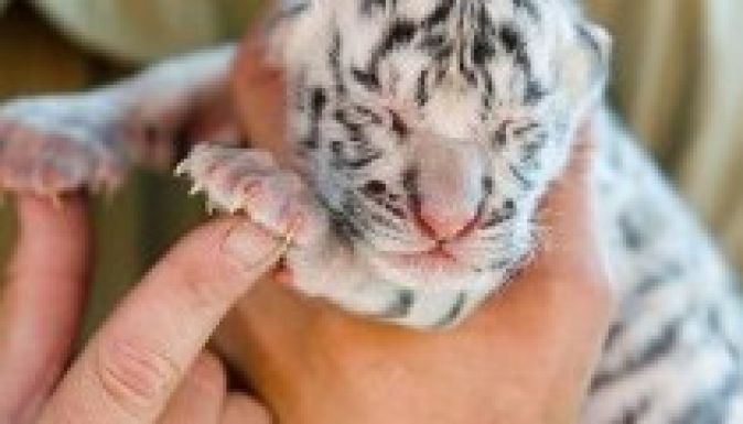 Webáruházak védett állatokkal kereskednek