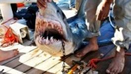 Cápák védelméért tüntettek Ausztráliában