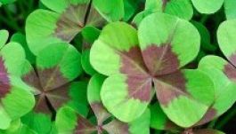 Vagyonnyilatkozatból derült ki, kit kedvel a sors Magyarországon