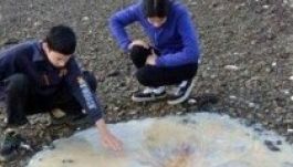Gigantikus, különös medúza vetődött partra Tasmaniában
