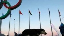 Orosz milliárdos menti meg a szocsi kóborkutyák életét