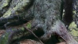 Kolozsváron és Borszéken is bemutatják a Márton Áronról készült zeneművet