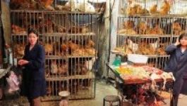 A madárinfluenza elleni újabb oltóanyag egereknél már működött