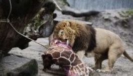 Oroszlán falta fel a koppenhágai állatkert kivégzett zsiráfját