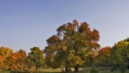 A gödöllői „Vén Vackornak” szüksége van a szavazatunkra