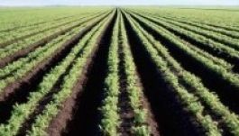 Bekerült a kölcsönösségi elv a földtörvény-tervezetbe