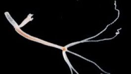 Nem mese az ezer évig élő állatka