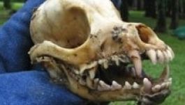 Vadállatok tetemére bukkantak Szatmárnémeti határában