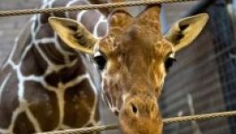 Már a második zsiráf kivégzésére készülnek a dánok