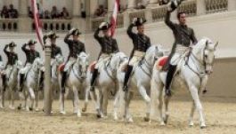 Diétás kosztra fogták Bécsben az elhízott lipicai csődöröket