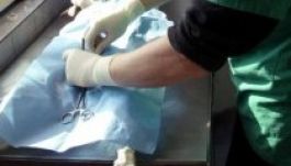 A kóbor ebek helyzete – kutyakomédia hat lejért