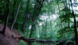 Eladja a romániai erdőit a Harvard egyetem