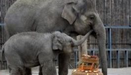 Szülinapi tortával köszöntötték Ashát, a budapesti kiselefántot