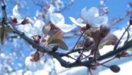 Verőfényes tavasz lesz Erdélyben szerdáig