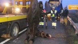 Lószállító kisbusz balesete miatt félpályás útzár a magyar M5-ösön