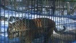 Téli séta a marosvásárhelyi állatkertben (GALÉRIA)