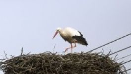 Most már tényleg itt a tavasz, visszatért az első gólya