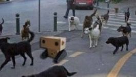 Megkezdték Bukarestben a gazdátlan kutyák elaltatását