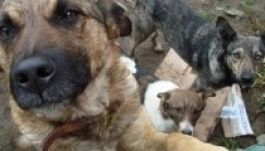 Működtetőt keresnek a sepsiszentgyörgyi kutyamenhelynek