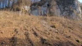 Elloptak egy egész erdőt Szatmár megyében