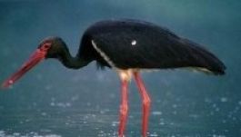 Megérkezett az első fekete gólya Dél-Magyarországra