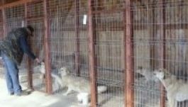 Svájci állatorvosok is segítik a gyergyószentmiklósi „kutyabajt”