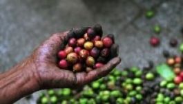 Riasztó hírek érkeznek az idei kávétermésről