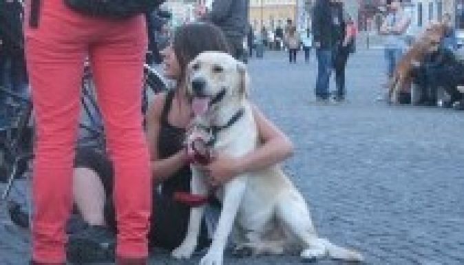 Kutyák elaltatása ellen tiltakoztak szombaton több városban