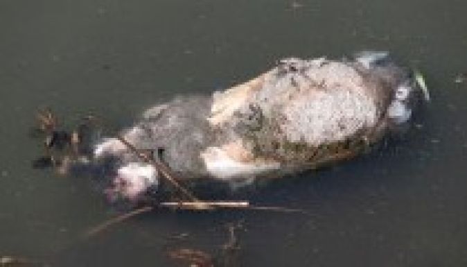 Ismét sertéstetemeket találtak Kína egy nagy folyójában