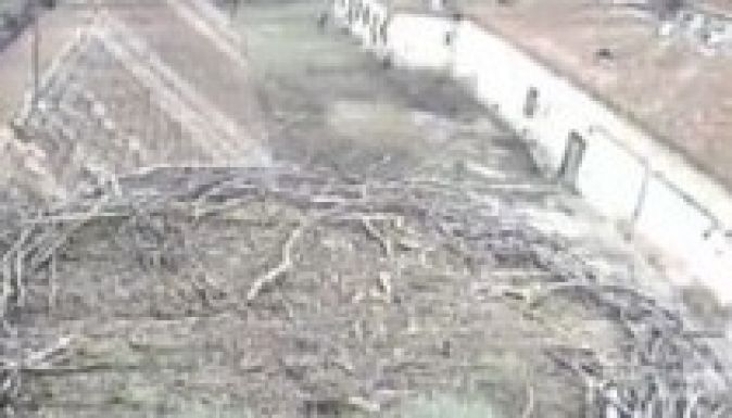 Gólyakamerán lehet lesni, mikor érkezik az első gólya