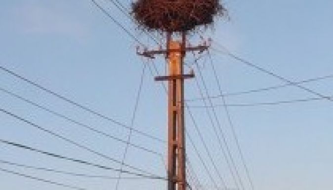 Megérkezett az első fehér gólya Erdélybe