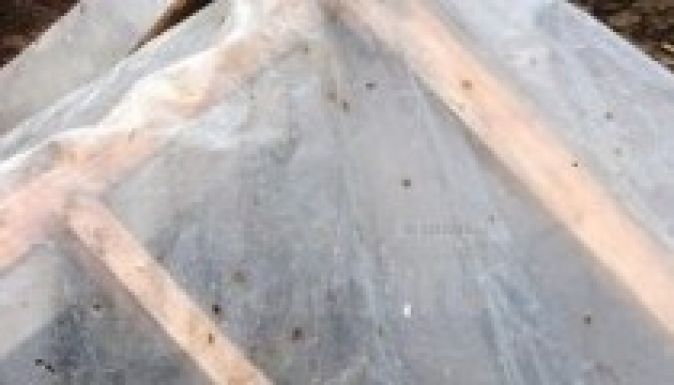 Ürülék hull az égből Suceava megyében