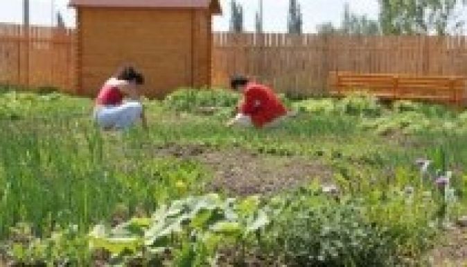 Közösségformálás kertészkedéssel a gyergyói „lecsó-kertben