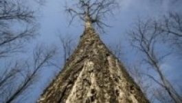 Az MTA is ellenzi az akác kiirtását