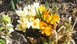 Két hétig marad a tavasz a meteorológusok szerint