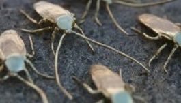 Tizenkétezer aranycsótány a budapesti Műcsarnokban