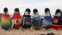 Így védik a pingvineket az olajtól