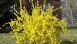 Maréknyi jó tanács vasárnapra kertészkedőknek