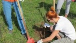 Faültetéssel ünnepli március 15-ét a szatmári EKE