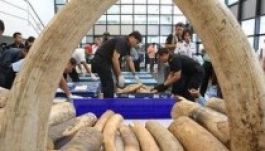 Szegény franciaországi nyugdíjasok elefántcsontokat árvereztek