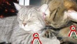 Szili: a kokárda nem macskára, kutyára, malacra való