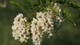 Nem kell kiirtani Magyarországon a fehér akácokat