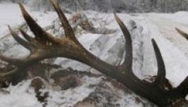 Az erdélyi erdők kincsvadászai, az agancsászok