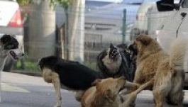 A Négy Mancs jogi úton készül megállítani a kutyák lemészárlását