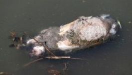 Ismét sertéstetemeket találtak Kína egy nagy folyójában