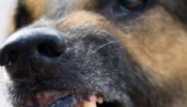 Hároméves kislányt marcangolt halálra egy kutya