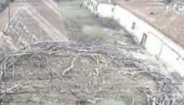 Gólyakamerán lehet lesni, mikor érkezik az első gólya