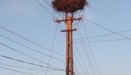 Megérkezett az első fehér gólya Erdélybe